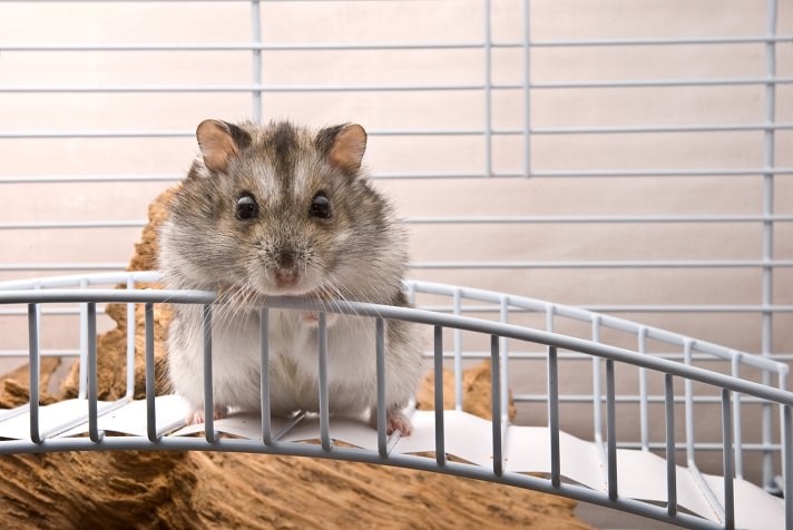 siberian dwarf hamster babies