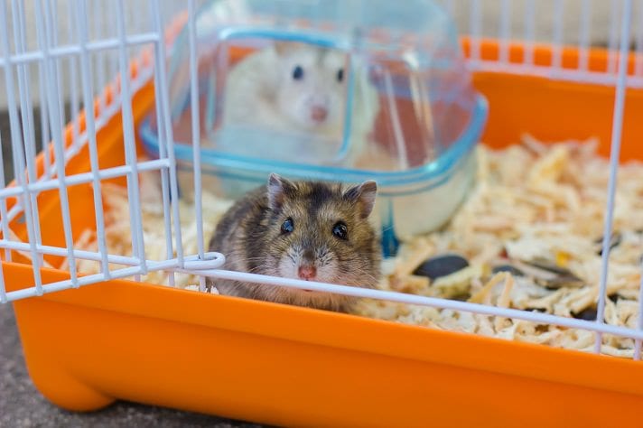 Is your hamster carrying around a little extra fluff?