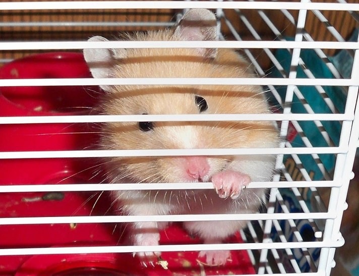 How to clean your hamsters outlet cage