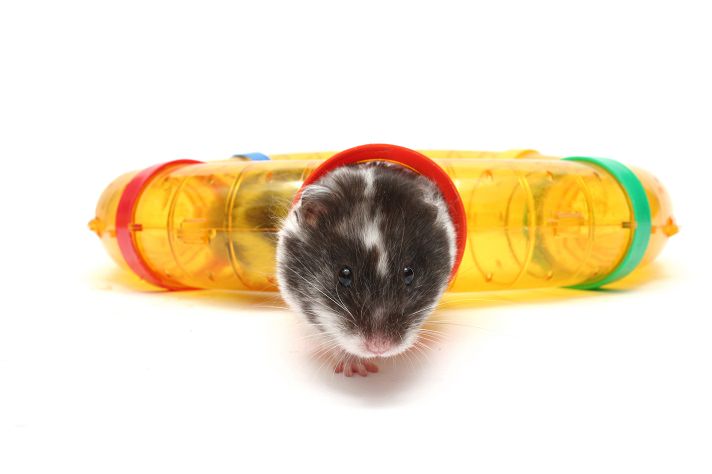 Dwarf Hamster Lifespan - How Long Will Your Dwarf Hamster Live?