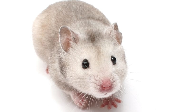 Largest study reveals most common disorders and lifespan of pet hamsters in  the UK