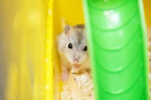 Wild Hamsters: Facts, Threats, & Conservation