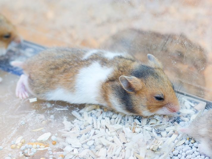 Just Trip, living a normal hamster life, despite a severe leg