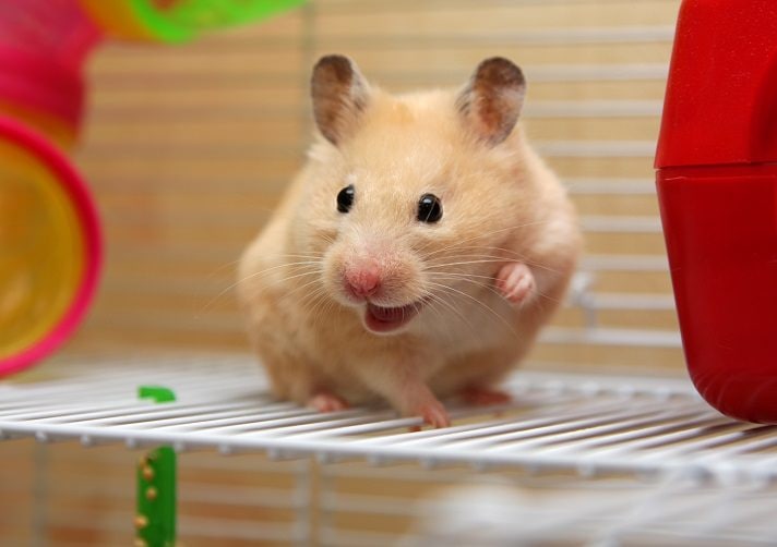 How Long Do Hamsters Live - A Complete Guide To Hamster Lifespan