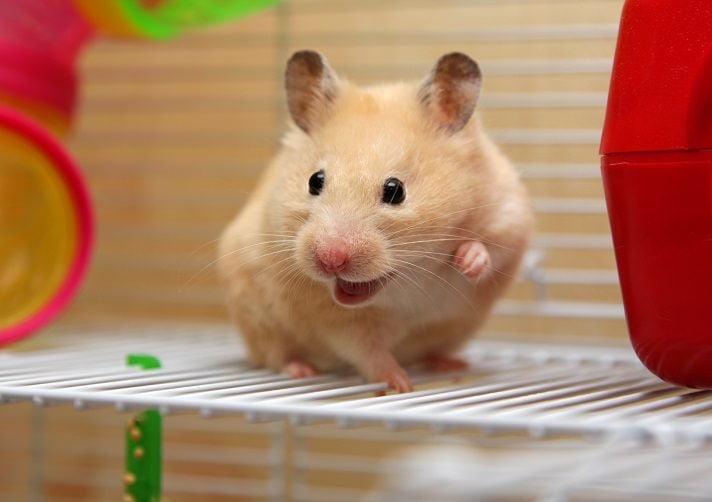 Syrian  hamsters