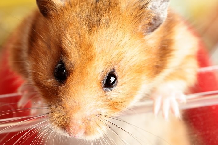 9. Different Colors of Syrian Hamsters
