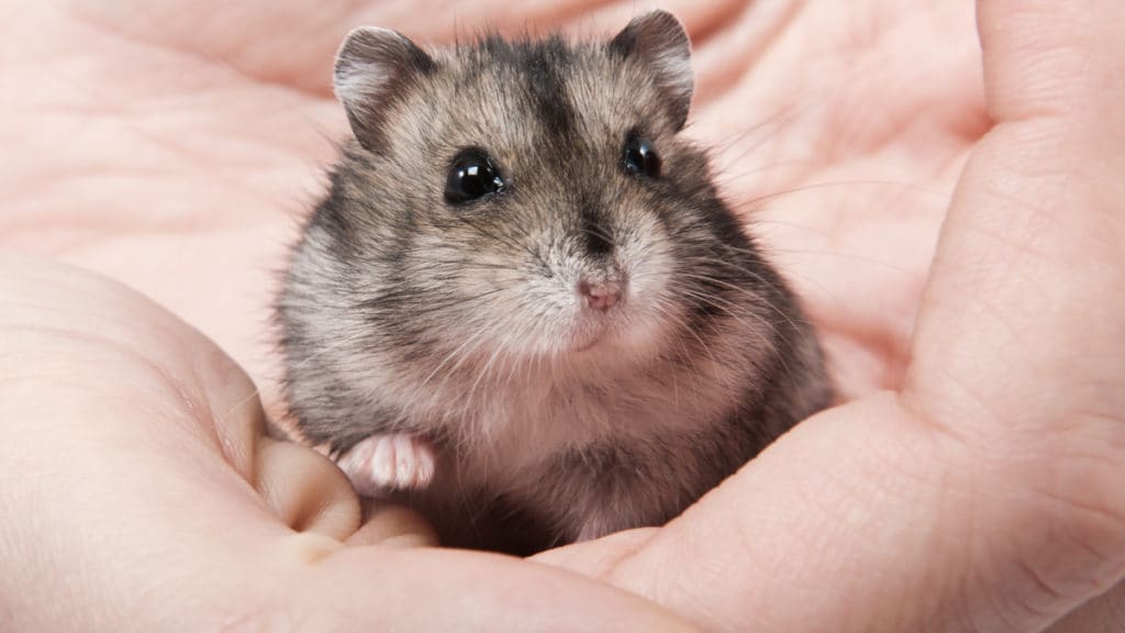 Hamster Names 100 Unique Names For Your New Hamster Bechewy