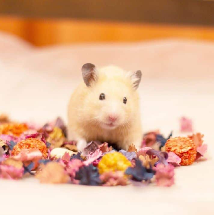 Does Hamster Stink? Unveiling the Truth About Pet Odors