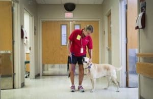 Meet Harley, the Blind Therapy Dog Who Gives Kids Hope | BeChewy