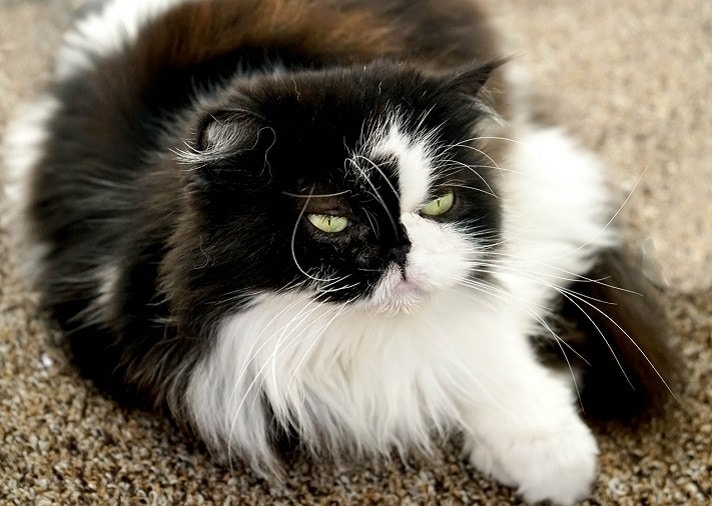 black and white persian cat