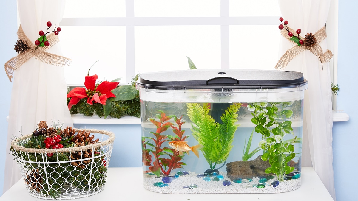 Holiday Gift Ideas for Fish Lovers