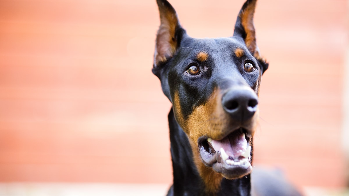 do dogs have better night vision than cats