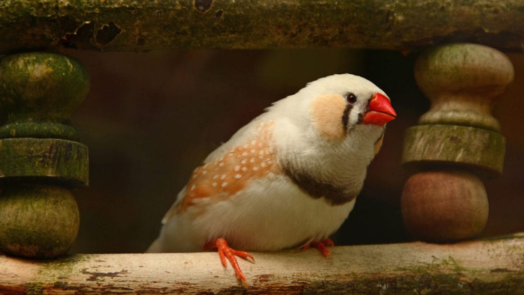 what does society finches look likesafeactive