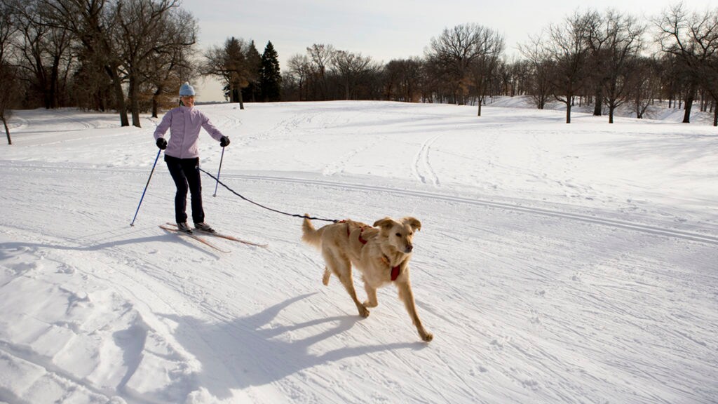 Winter dog sports - skijoring