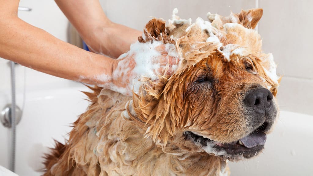shampooing dog