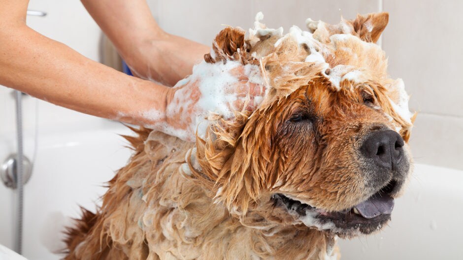 Dog Shampoos for 3 Common Dog Skin Conditions BeChewy