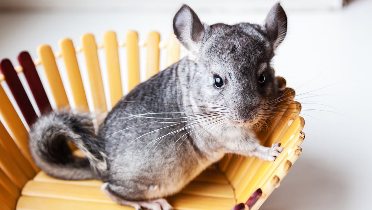 do chinchillas throw poop