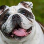 10 Reasons Why Your Dog Is Overweight (Even If They Don’t Eat Much)