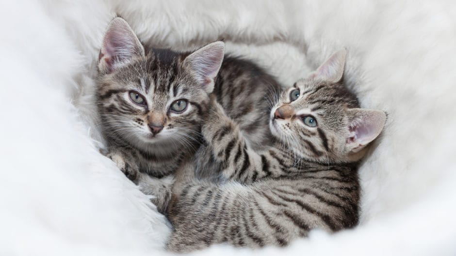 Are Vaccines for Indoor Cats Necessary? BeChewy