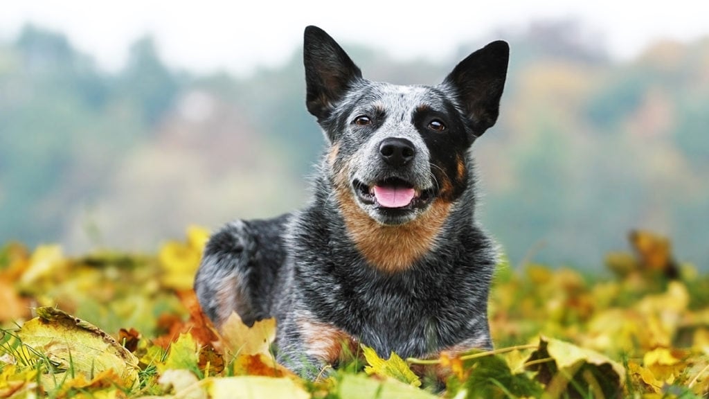 How Was the Blue Heeler Dog Breed Created BeChewy