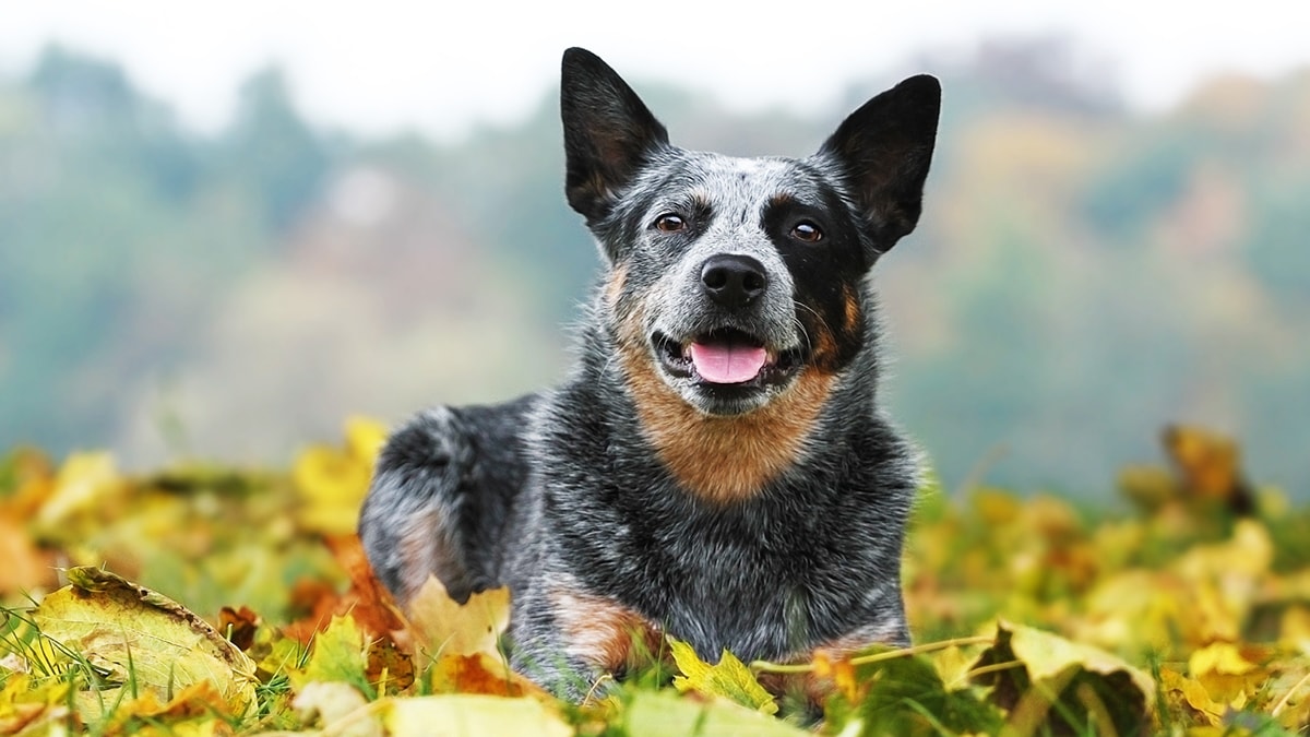 Best Toys for Blue Heelers - The Right Toys For A Clever Active Breed