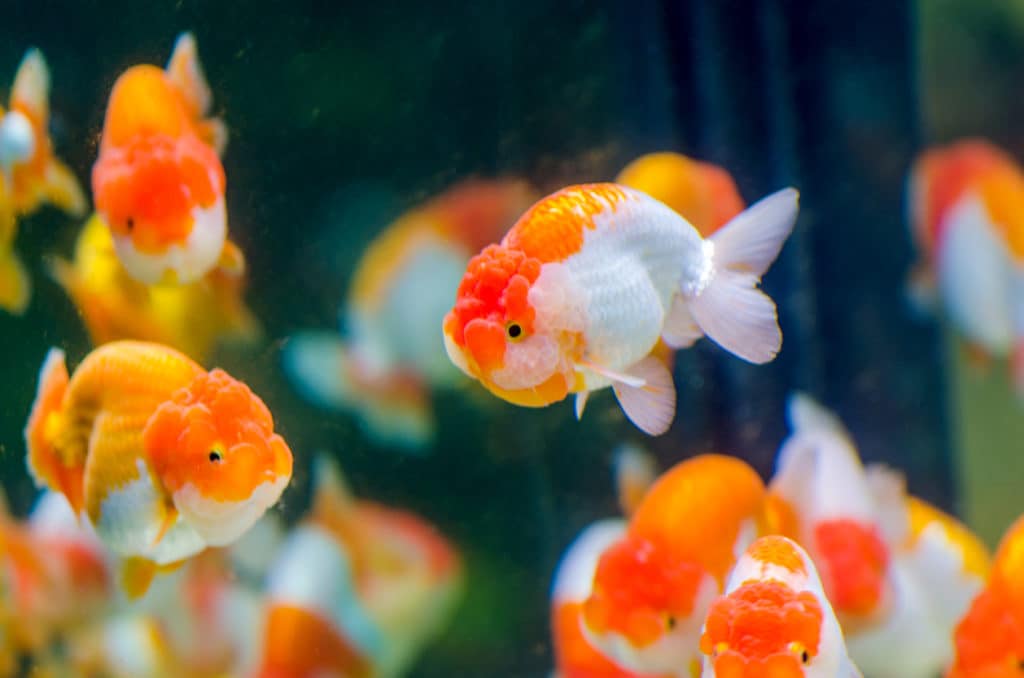 fancy fish goldfish