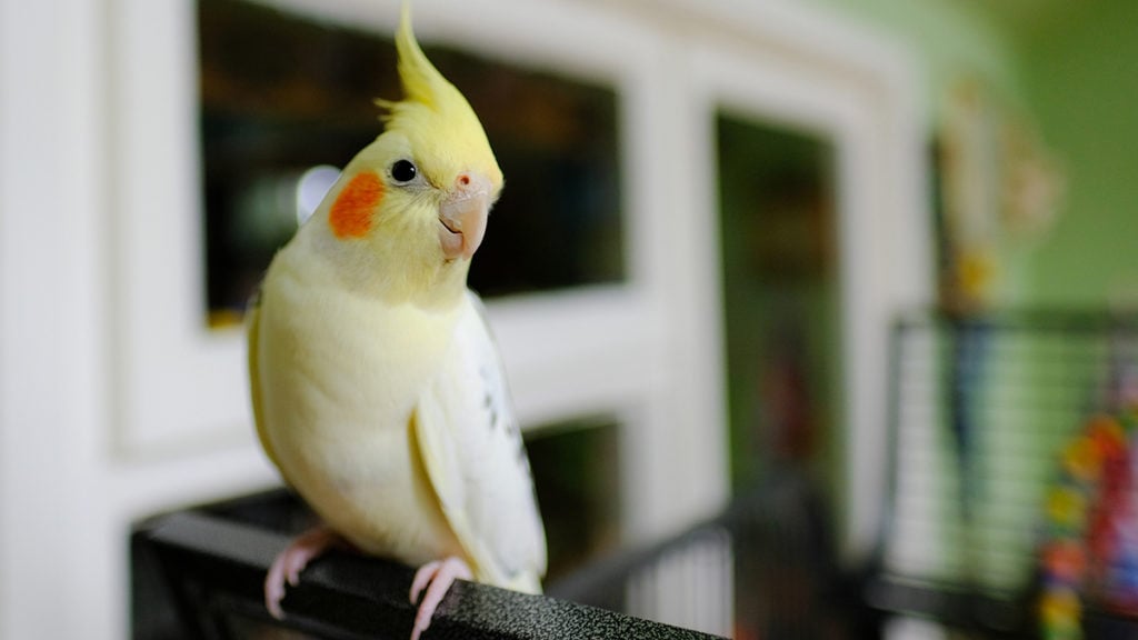 Find Out Why Cockatiels Grind Their Beaks