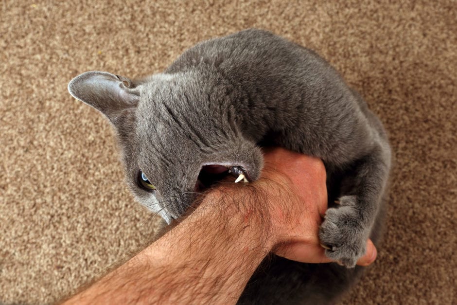 Why Is My Kitten Biting Me and How to Stop a Kitten Biting Phase BeChewy