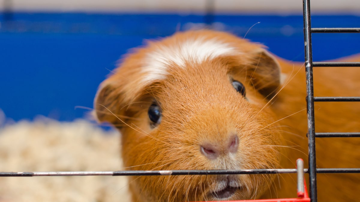 Guinea Pig Bloat Symptoms and Solutions BeChewy