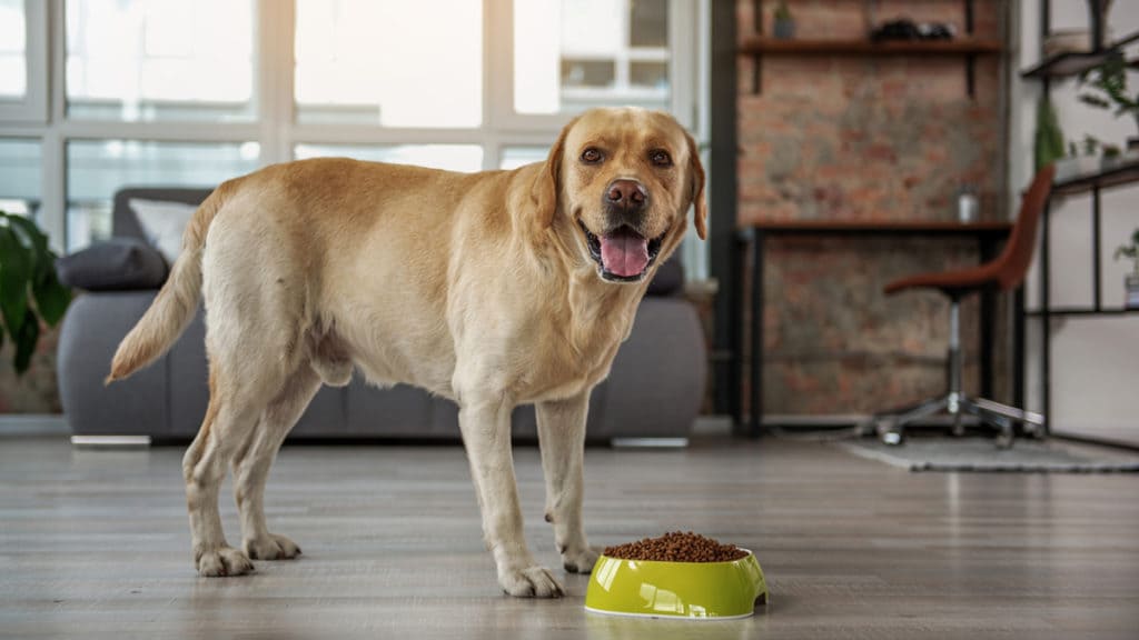 Sweet Potatoes and Other Carbohydrates Used in Grain-Free Dog Food