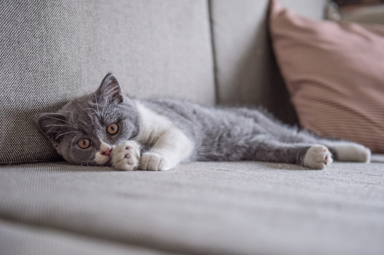 Why Is My Cat’s Paw Red and Irritated? BeChewy