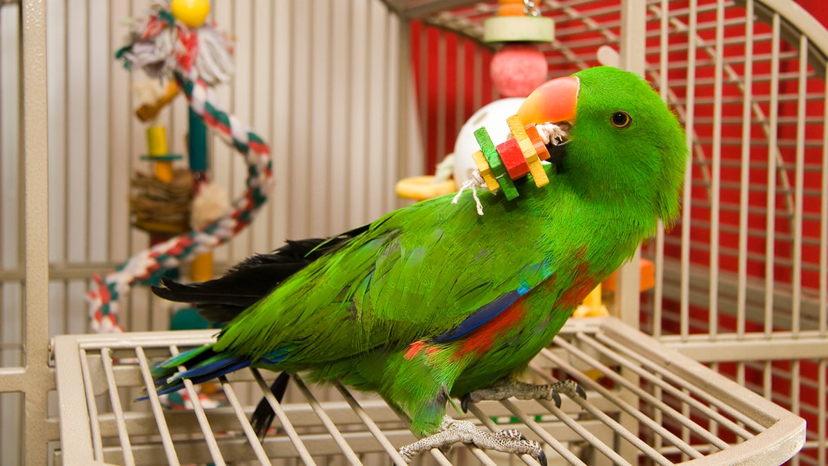 What an Eclectus Parrot Is Like as a Pet | BeChewy