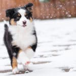 Caring for Your Dog’s Paws, Coat and Nose in the Winter