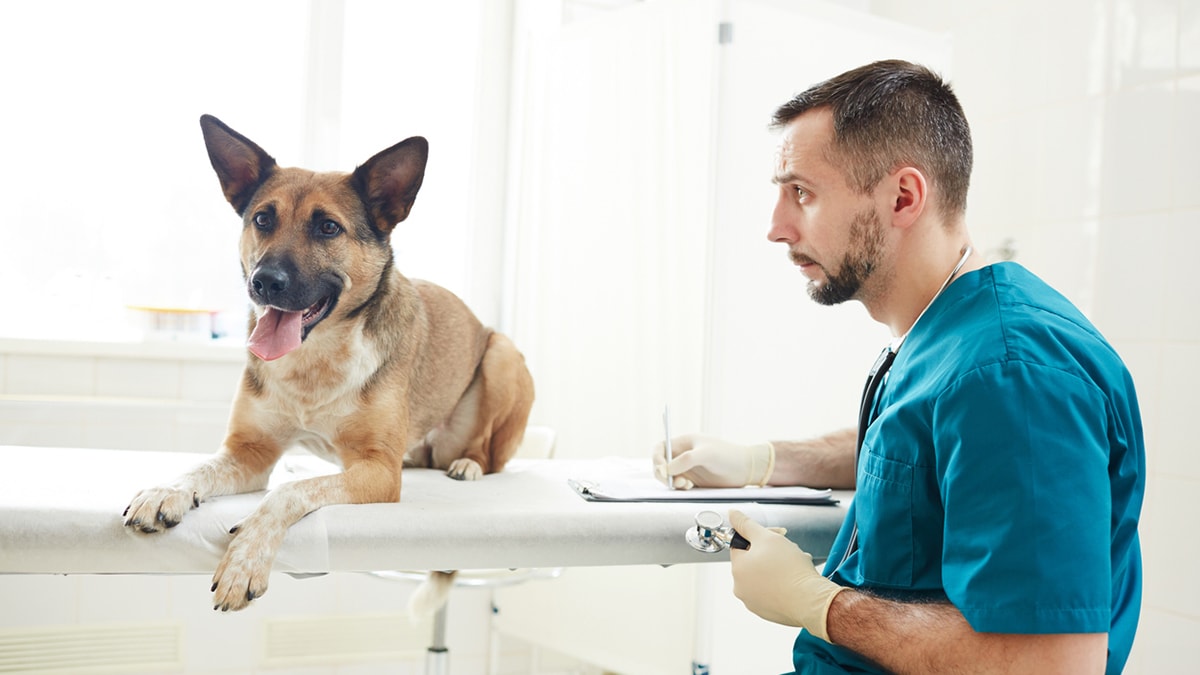 is human doxycycline safe for dogs