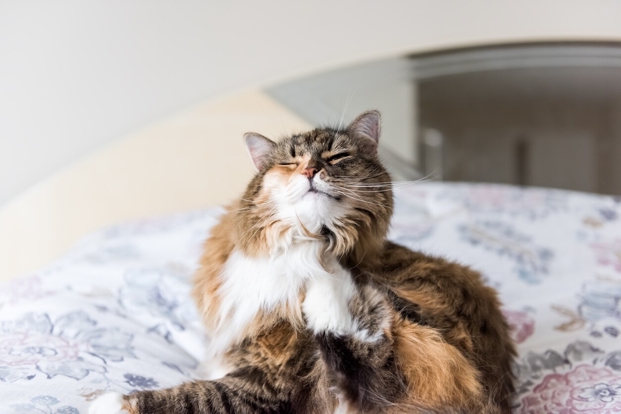Why Is Your Senior Cat Throwing Up? 3 Common Causes BeChewy