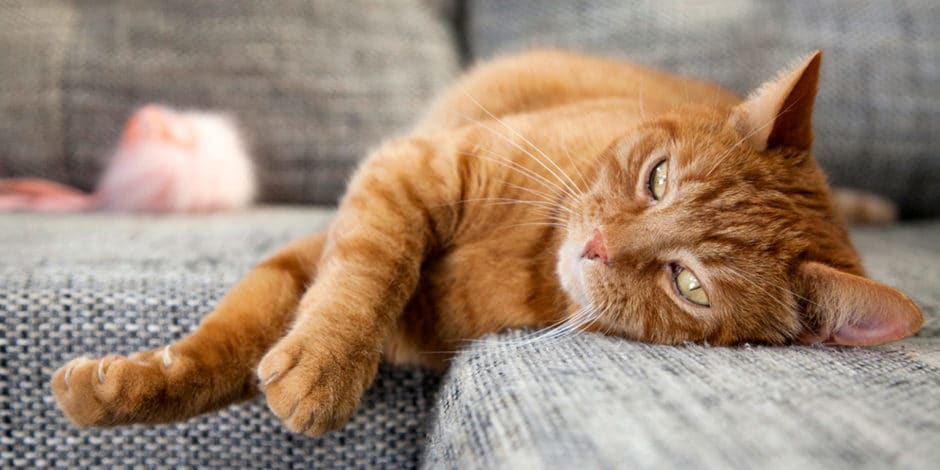 Heat Exhaustion in Cats: Is Your Cat Overheating? | BeChewy