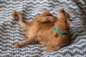 do groomers do flea baths