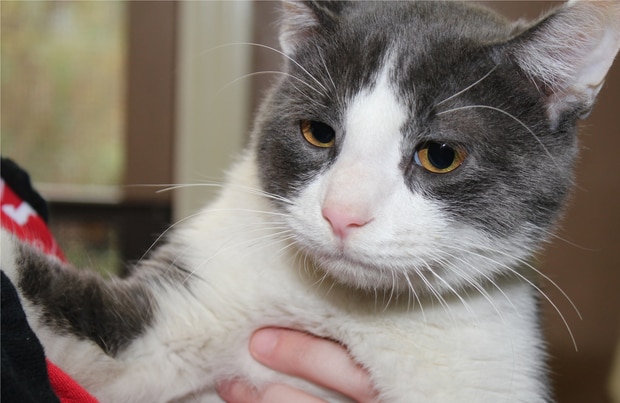 kidnapped cat