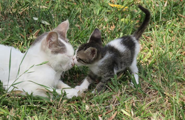 how to keep a young dog from jumping on cats