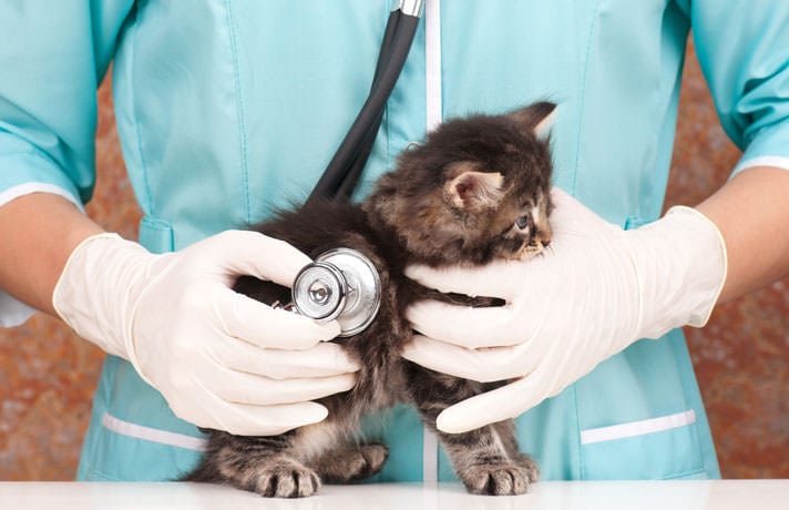 first vet visit cat cost