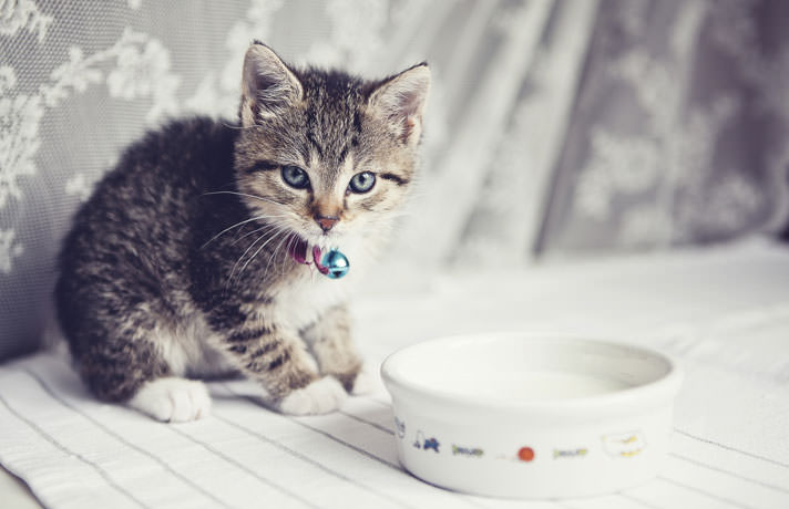 Are Cats Lactose Intolerant BeChewy