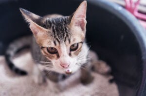 Solving Kitten Litter Box Problems | BeChewy