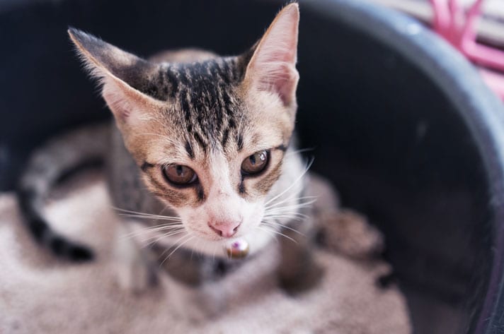 Litter Training — Kitten Lady