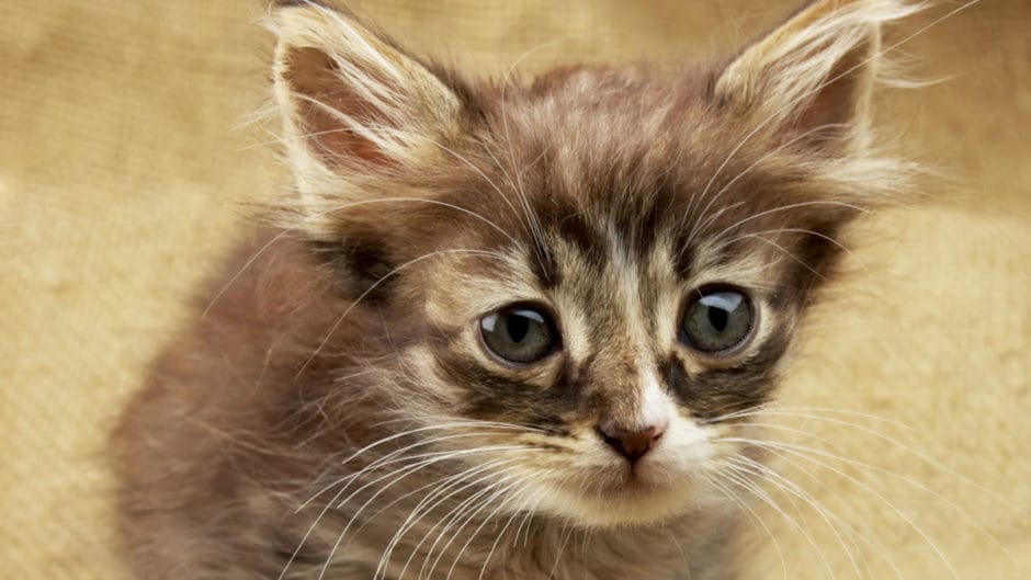 Switching from Kitten Food to Cat Food When & How to Do It BeChewy