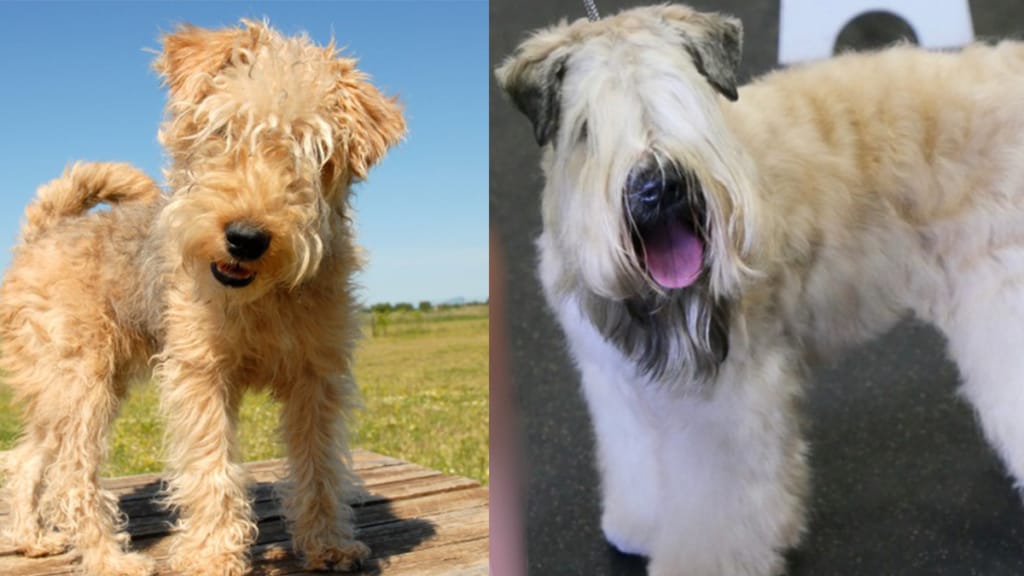 lakeland terrier and welsh terrier