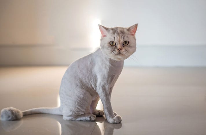 Lion Cut For Cats: Pros and Cons | BeChewy