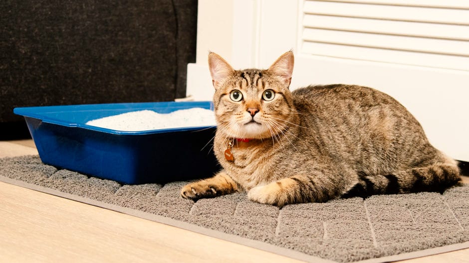 Cat Not Using the Litter Box? Here’s Why (And What You Can Do) BeChewy