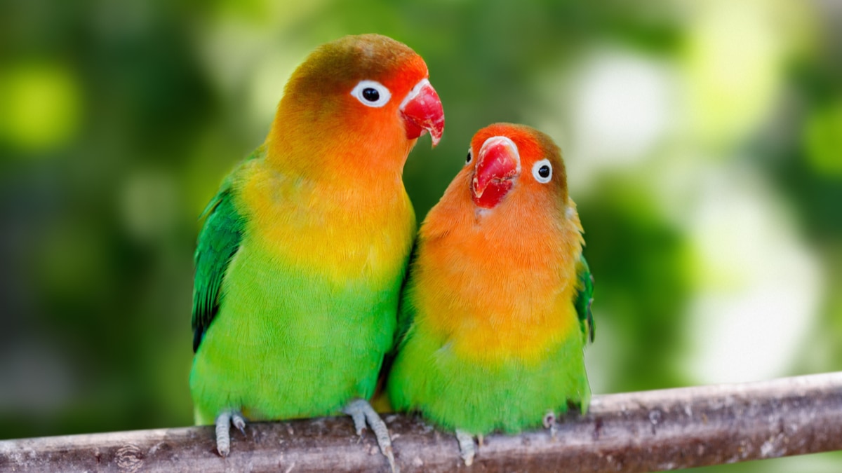 5 Things You Gotta Know About Lovebirds Bechewy