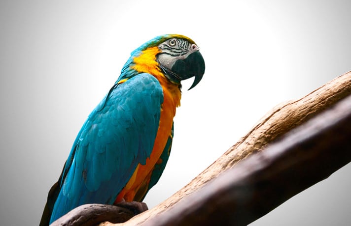 Pet A Macaw - How To Get A Pet Bird To Trust You  