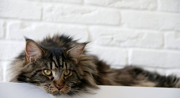About The Maine Coon | BeChewy